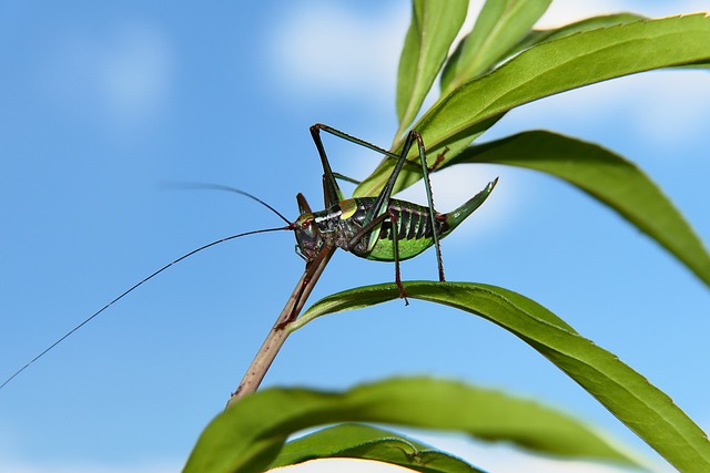 Beneficios y consideraciones‍ al‌ practicar ⁣el cricket:​ Un ejercicio ⁢físico y​ mental completo