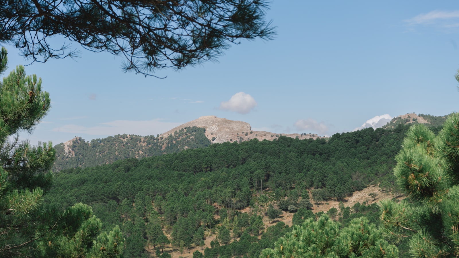 Detalles esenciales sobre la ​historia y ⁣rivalidad entre el Albacete Balompié y el Club Deportivo ‍Eldense